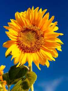 photo of sunflower